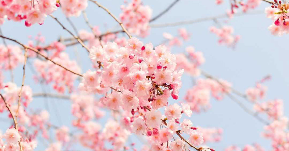 From Breath to Blossom