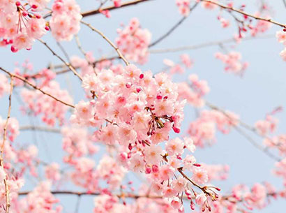 From Breath to Blossom