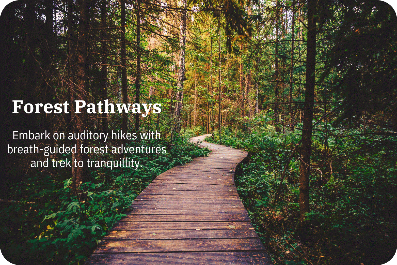 Forest | Guided Meditation