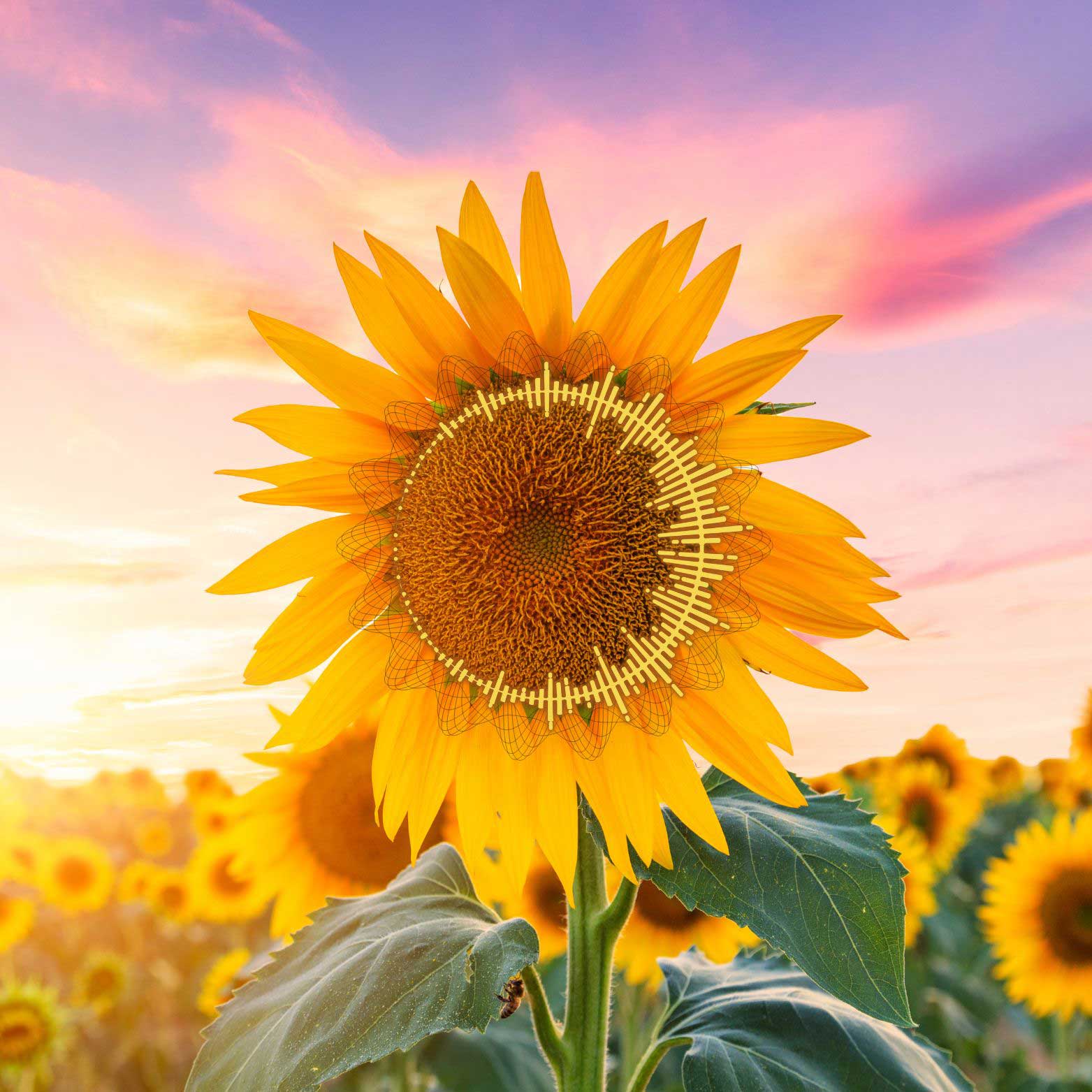 Pausing Point Soundscapes